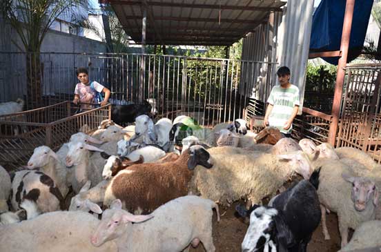 Khutbah Jumat: Ibadah Qurban dan Kesalehan&nbsp;Sosial