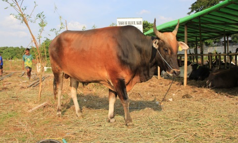 Sapi Bima Milik Arifin Ahmad, Pilihan Utama Hewan Qurban di Jakarta